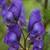 Wolfbane